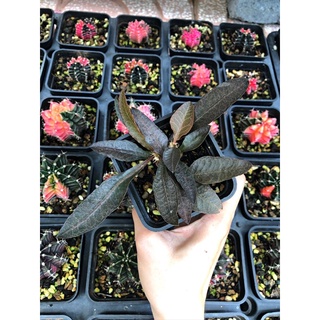 CÂY XƯƠNG RỒNG MŨ ĐỤC ( Euphorbia Francoisii)