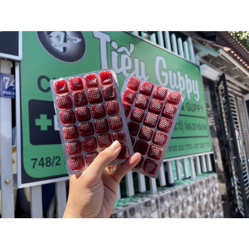 Trùng Huyết Vĩ - Chất Lượng Trùng Tốt - Thức Ăn Dinh Dưỡng cho Cá Cảnh