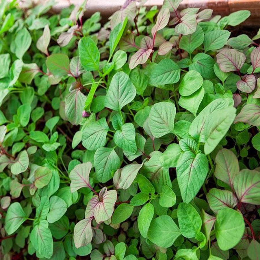 Hạt Giống Rau Dền Xanh (Giá Dùng Thử 2g)