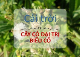 Cây cải trời chữa bướu cổ