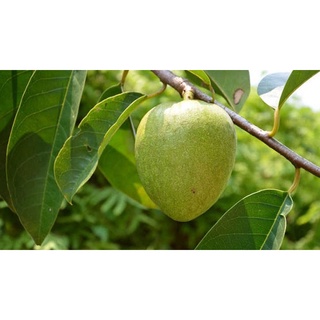 1 kg trái Bình Bát non, đóng gói giảm sốc đảm bảo tươi nguyên