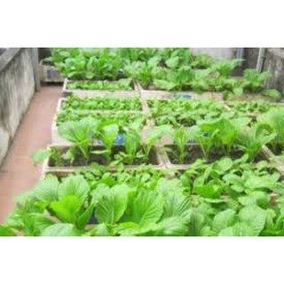 4 LẠNG HẠT RAU GIỐNG CẢI MƠ