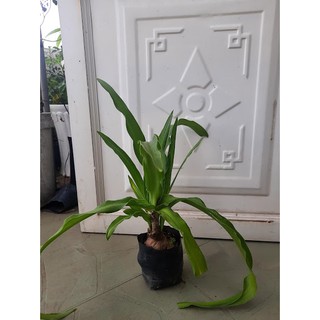 Cây trinh nữ hoàng cung (freeship)