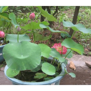 5 HẠT GIỐNG HOA SEN MINI NHẬT