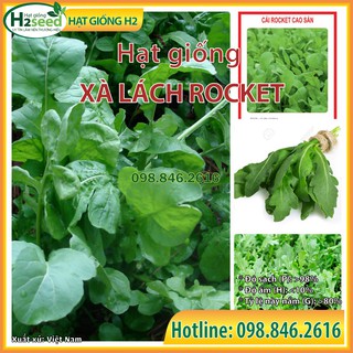 Gói 2gr Hạt giống rau xà lách rocket, rau arugula F1 cao sản chất lượng cao