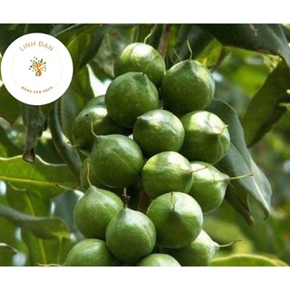 HẠT MẮC CA Đặc Sản Điện Biên[Nông sản sạch Linh Đan]
