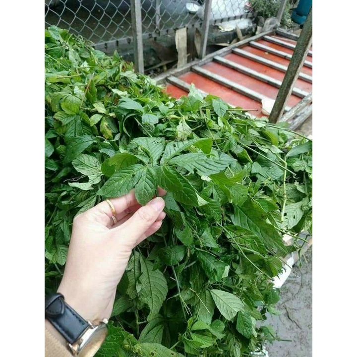 Giảo Cổ Lam