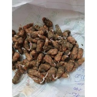 củ hoa chua me đất lá tím( củ giống hoa bướm đêm )