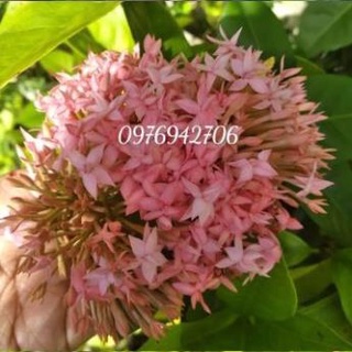 Mẫu đơn hồng cánh kép -bscc