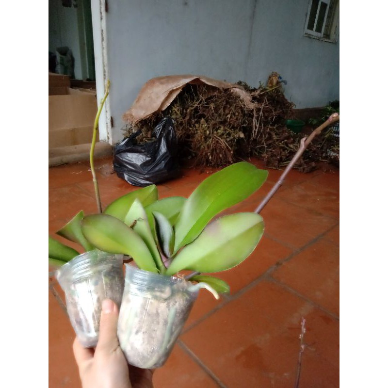 LAN ĐẠI LỖI LÁ NGỒNG ĐẸP- SIÊU RẺ