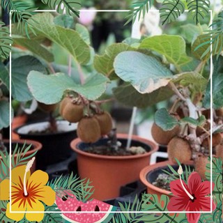 Hạt Giống Cây Kiwi - 30 Hạt F1