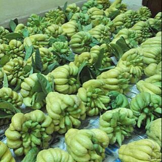 Cây giống phật thủ f1