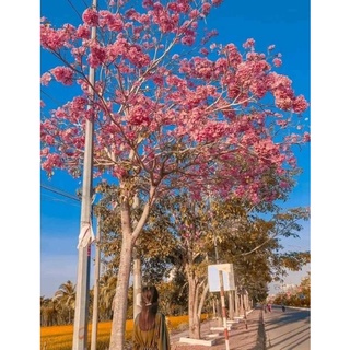 Cây kèn hồng