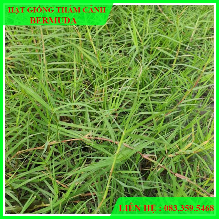50g Hạt giống cỏ Bermuda - Cỏ gà,cỏ chỉ