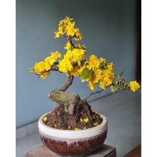 Mai Cúc Thọ Hương Bonsai
