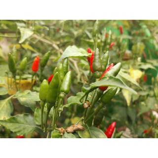 Hạt Giống Ớt Xiêm 30 Hạt