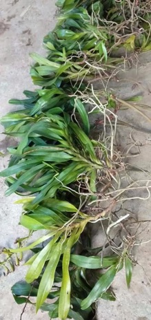 lan tam bảo sắc 4 cây