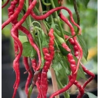(200-300 hạt) Hạt giống ớt tóc dài hair pepper chilli)