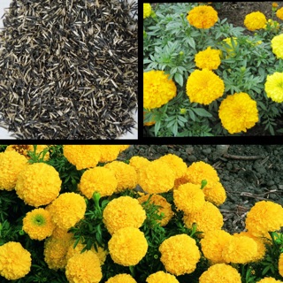 Gói 1000 hạt giống cúc vạn thọ mĩ