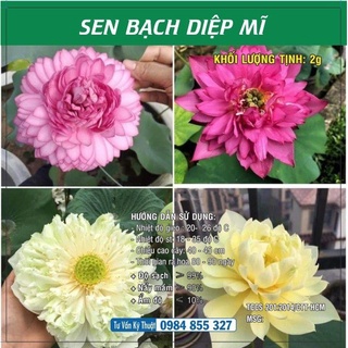 Hạt giống Sen Bạch Diệp Mĩ TN