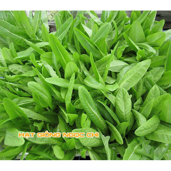 Hạt Giống Rau Diếp Thơm (Hạt Giống Ngọc Chi) - 5Gr