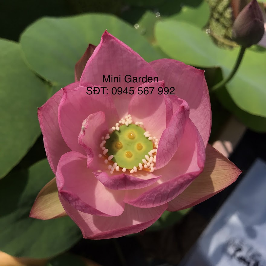 Chuẩn hạt giống hoa sen mini được thu hoạch tại Mini Garden- Hạt sen mini tỉ lệ nảy mầm và ra hoa cao
