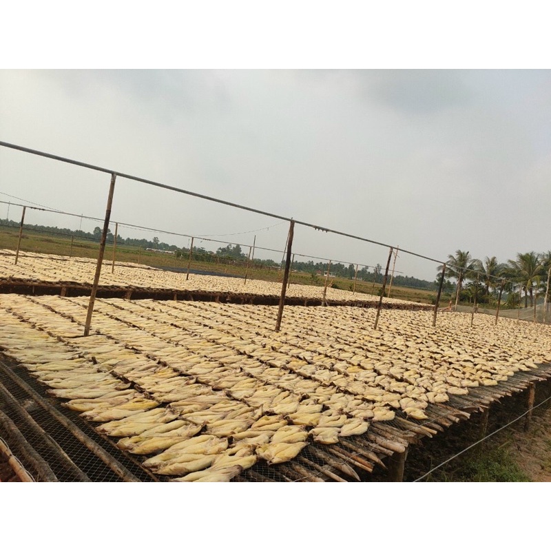 KHÔ CÁ TRA PHÒNG BIỂN HỒ