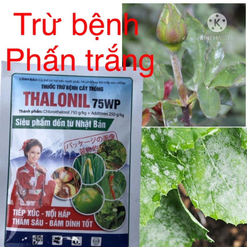 Chế phẩm xử lý bệnh Phấn trắng, đốm vàng lá trên hoa hồng và rau màu Thalonil 75ƯP gói 35g ( thành phần như Daconil)