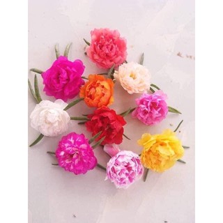 Mười giờ Thái kép hoa to (1 cành)