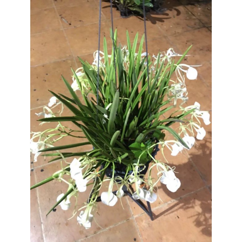 Hoa Lan Brass Trắng