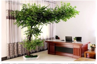 Cành Lá Si Giả - Hàng xịn
