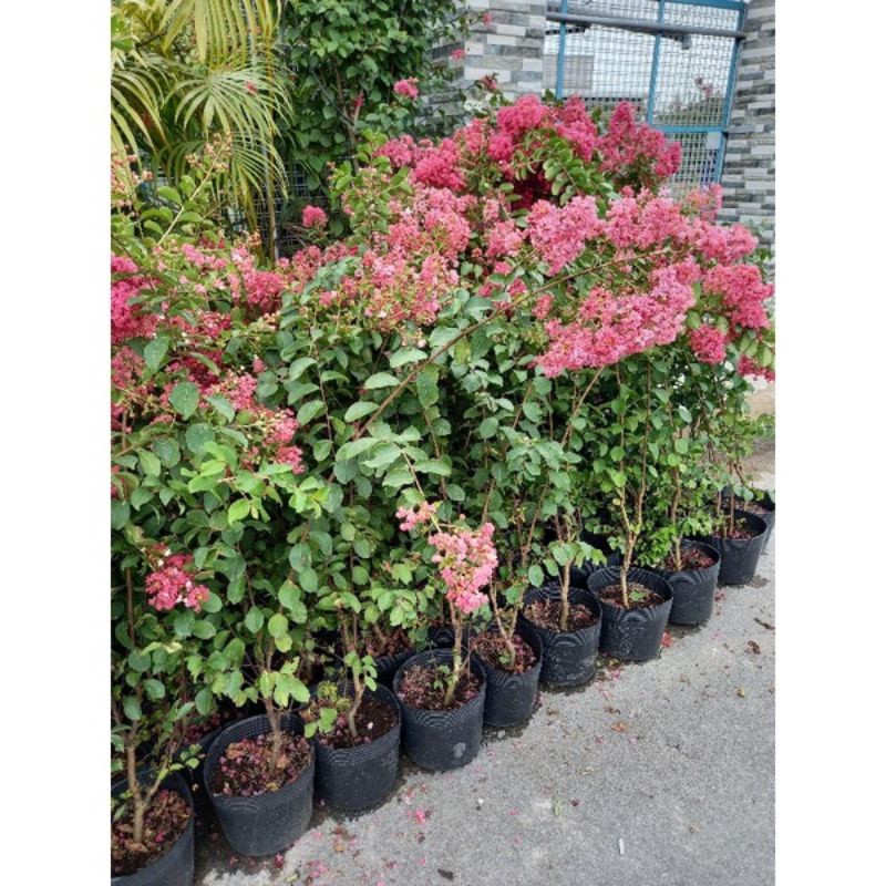 Cây Tường Vy siêu bông cao1m2 trở lên