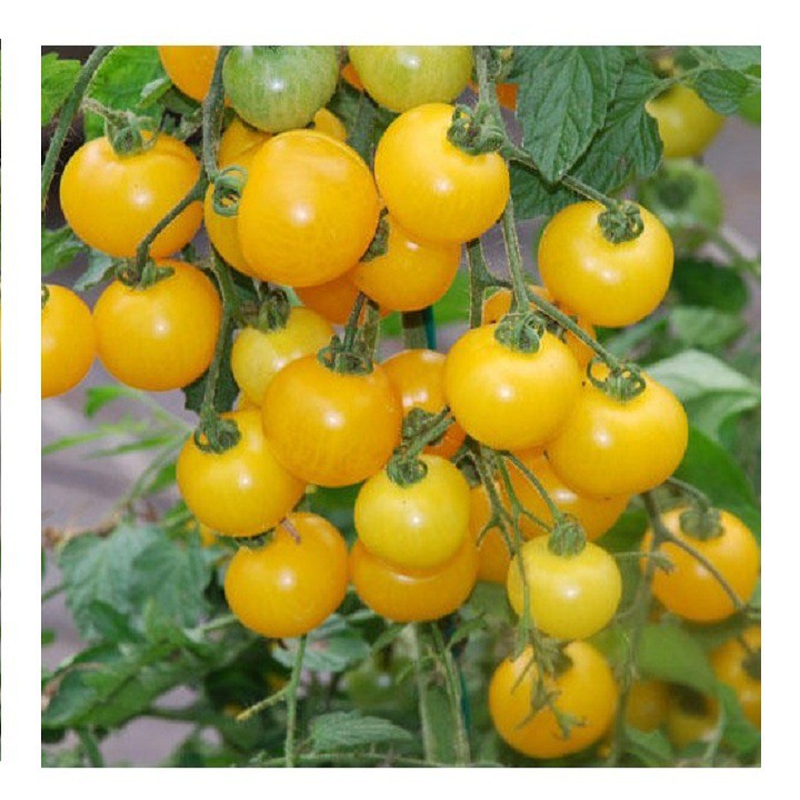 (Cực Rẻ) Hạt giống cà chua bi chùm vàng cây cao IIDY gói 30 hạt xuất xứ Đức -thietbinhavuon- phanbonhoalan.