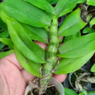 Hoa phong lan phi điệp lá mít