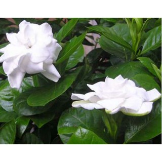 [Cây giống hoa] bạch thiên hương - UtNho
