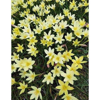 Củ hoa huệ mưa Primulina màu vàng chanh ngoại nhập