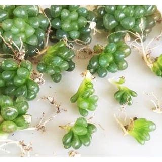 Hạt giống Sen đá Kim Cương (20 hạt) ( tặng kèm thuốc kích mầm ra rễ)