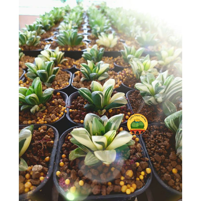 Sen đá kim cương Guốc Var | Haworthia Retusa Varigated | Haworthia Guốc Var