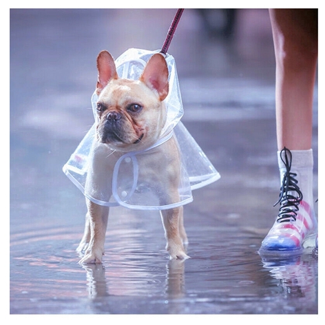 Áo mưa trong suốt thời trang cho thú cưng