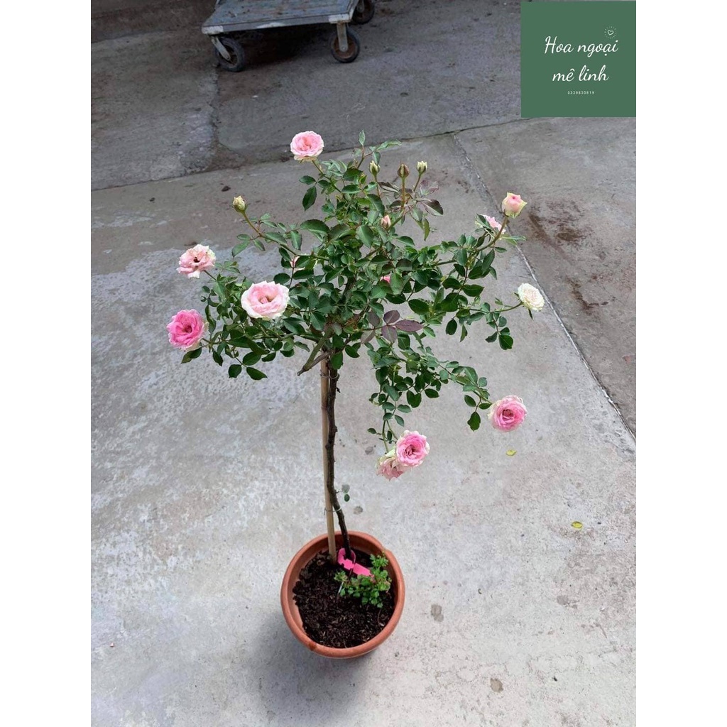 Tree thân gỗ Mini Eden sai hoa kháng bệnh tốt-Hoangoaimelinh