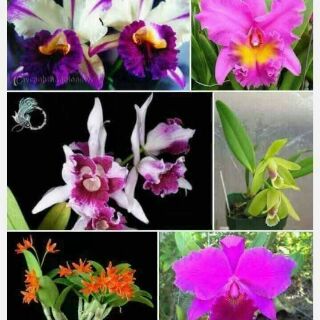 Hoa lan Cattleya mini