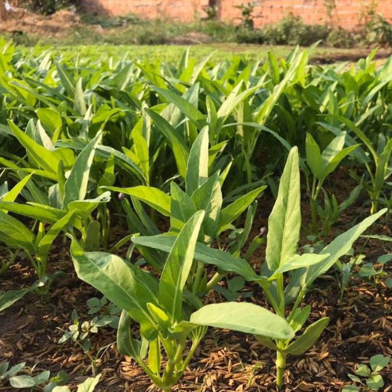 hạt rau muống gói 50g