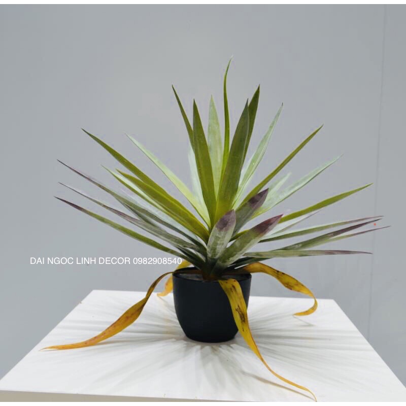 Cây phát tài núi - Cây huyết dụ giả 50cm