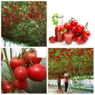 Hạt giống cà chua chùm leo giàn ( cà chua bạch tuộc) gói 30 hạt