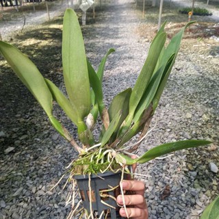Cây hoa lan Cattleya Đại Tân (hàng lá)