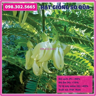 gói 1kg Hạt giống cây so đũa tứ quý thái