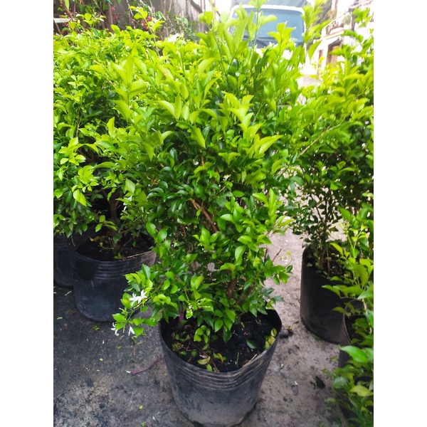 cây nguyệt quế hoa thơm - ướp trà - cây cao khoảng 80-120cm (tên khoa học Laurus nobilis L)