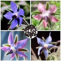 20h Hạt Giống Lưu Ly Borage LÀM TRÀ, TINH DẦU