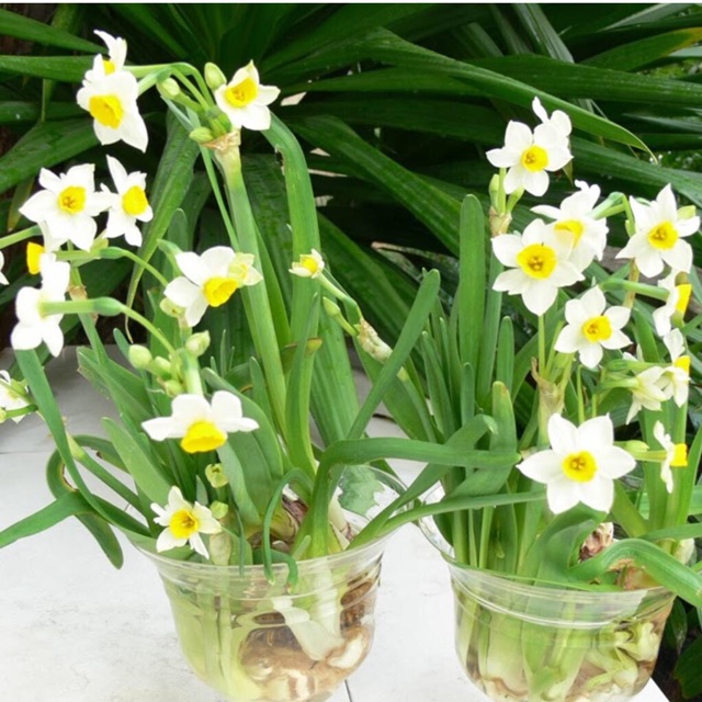 Củ hoa thủy tiên nước