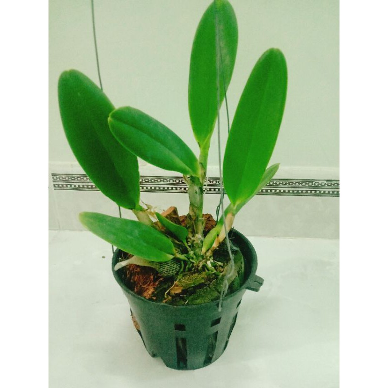 Cây lan cattleya cây trưởng thành